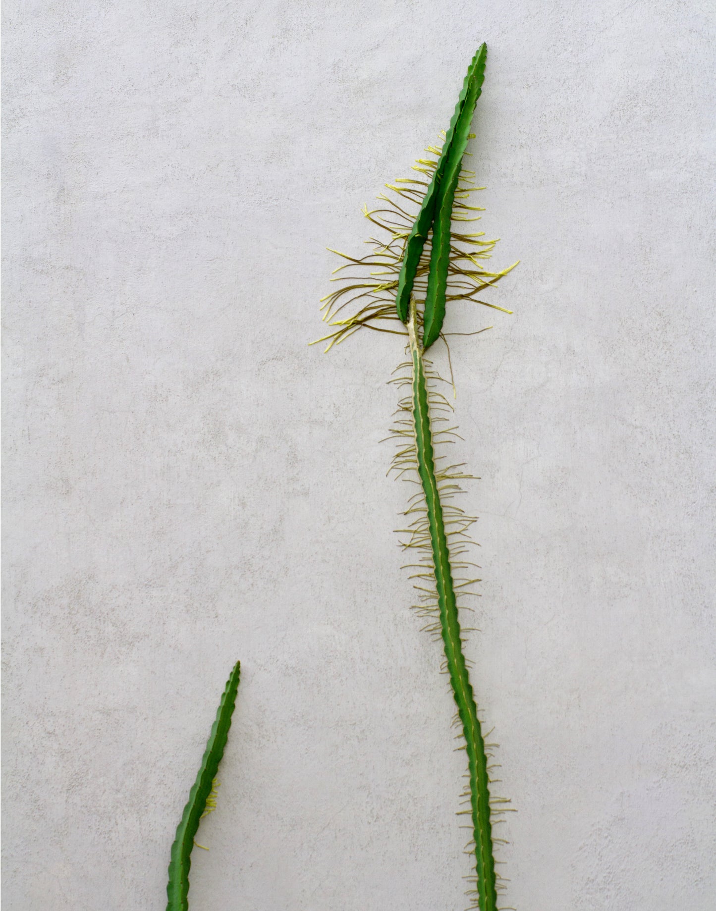 Cactus in Oaxaca Series