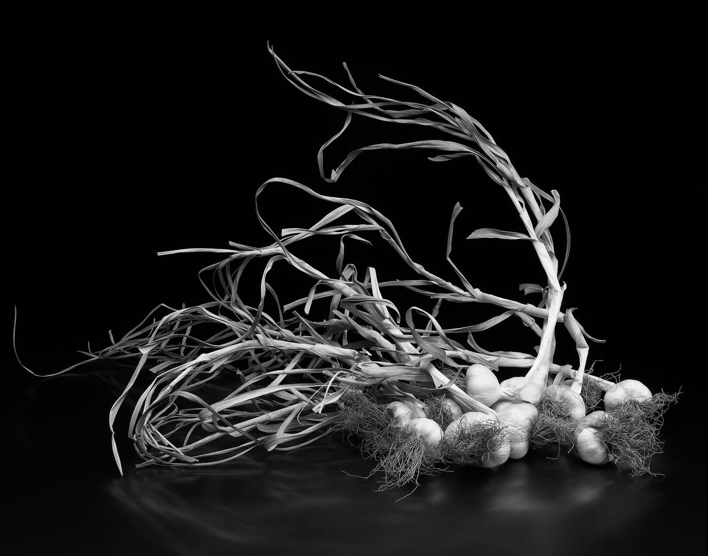 Field Garlic Triptych