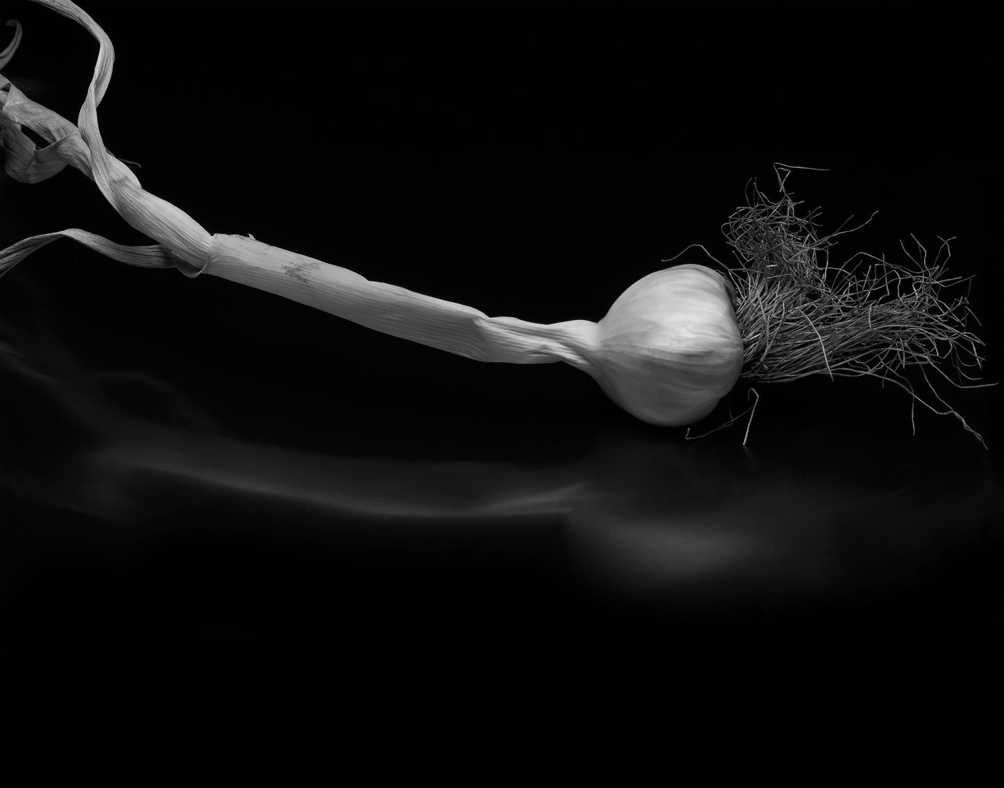 Field Garlic Triptych