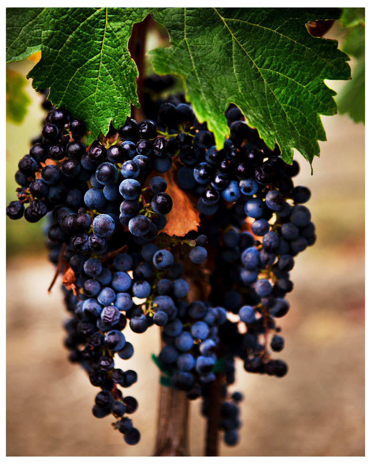Cabernet Sauvignon Grapes in Napa