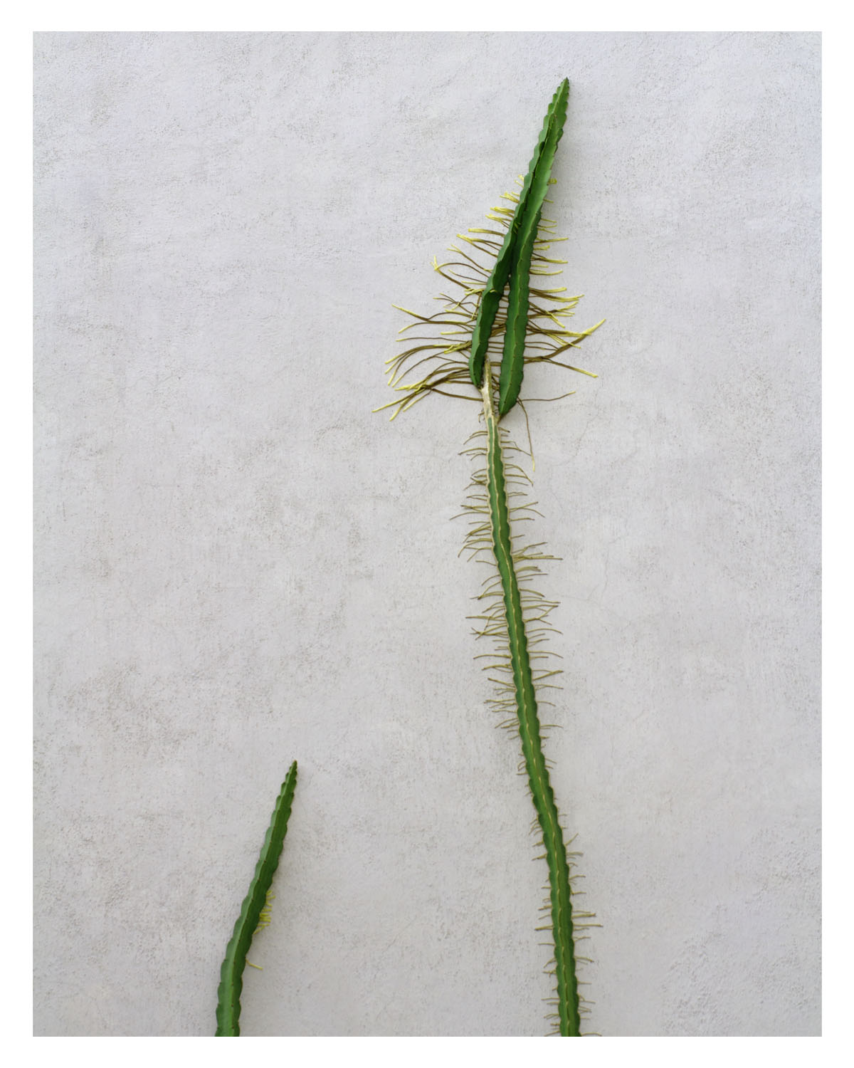 Cactus Solo