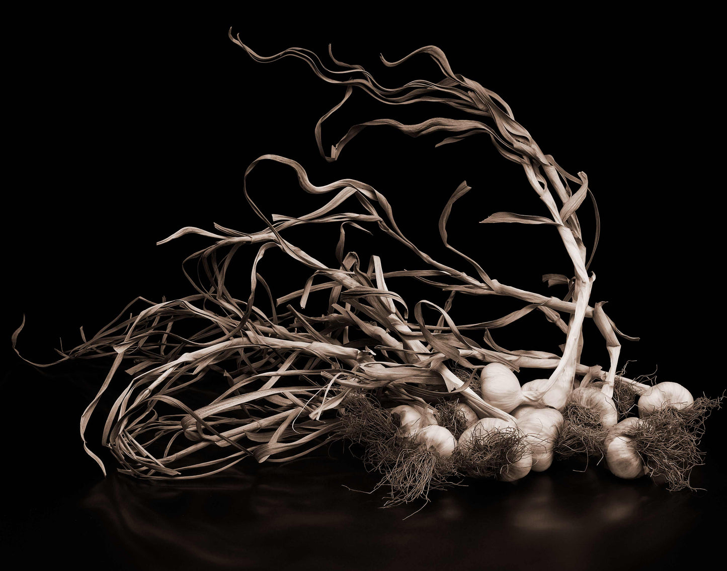 Garlic From The Field