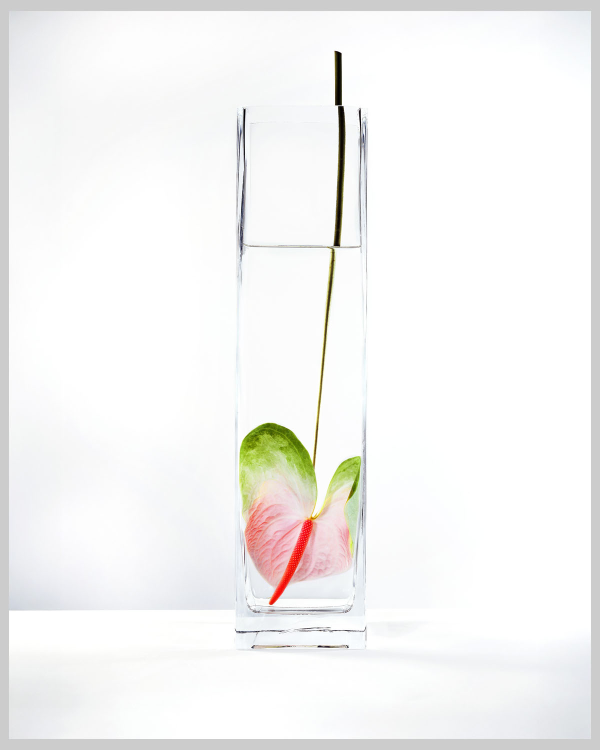 In Water Rainbow Anthurium