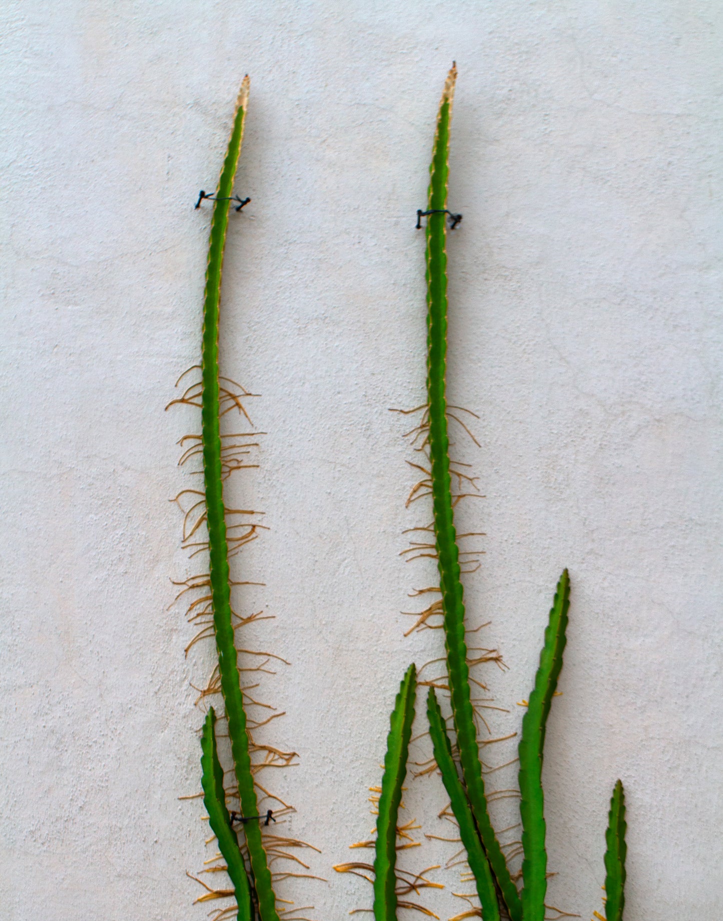 Cactus in  Oaxaca Series