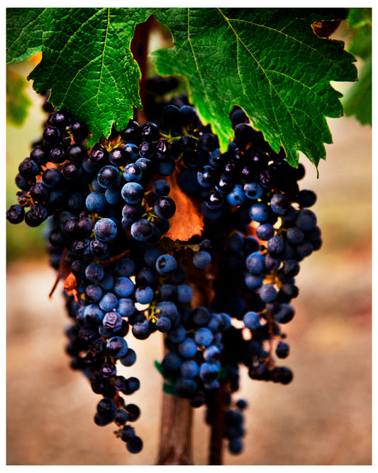 Cabernet Sauvignon Grapes in Napa