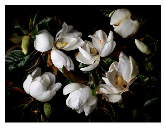 Giant Magnolias-01