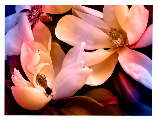 Magnolia Colored