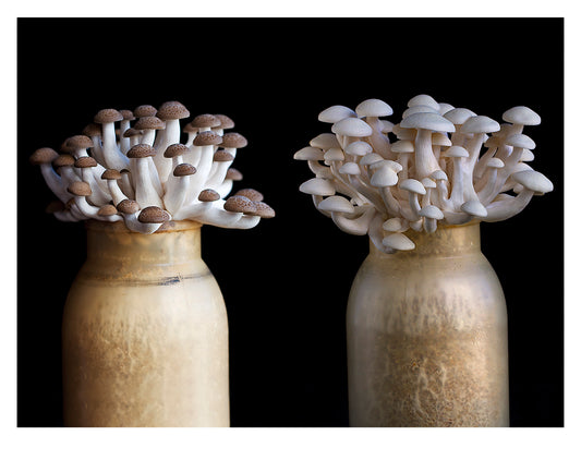Mushrooms Growing