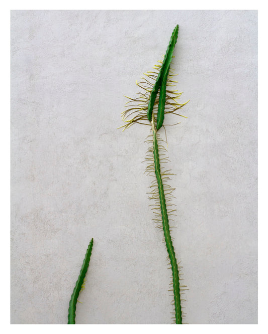 Cactus Solo