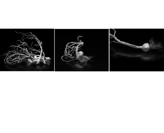 Field Garlic Triptych