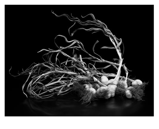 Garlic From The Field