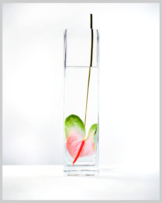 In Water Rainbow Anthurium