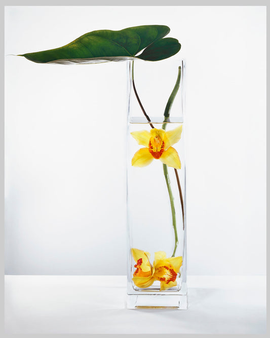 In Water Yellow Cymbidium Orchid